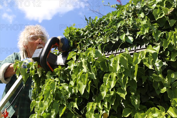 Man cutting hedges and greenery