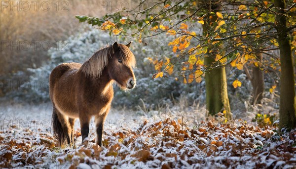 KI generated, animal, animals, mammal, mammals, biotope, habitat, one, individual, foraging, wildlife, meadow, pasture, Exmoor pony, horse, horses, ungulates, English pony breed, South West England, Exmoor, (Equus ferus caballus), foal, autumn, hoarfrost, snow