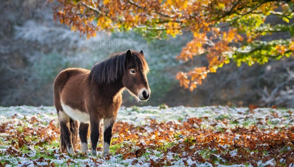 KI generated, animal, animals, mammal, mammals, biotope, habitat, one, individual, foraging, wildlife, meadow, pasture, Exmoor pony, horse, horses, ungulates, English pony breed, South West England, Exmoor, (Equus ferus caballus), foal, autumn, beginning of winter, snow