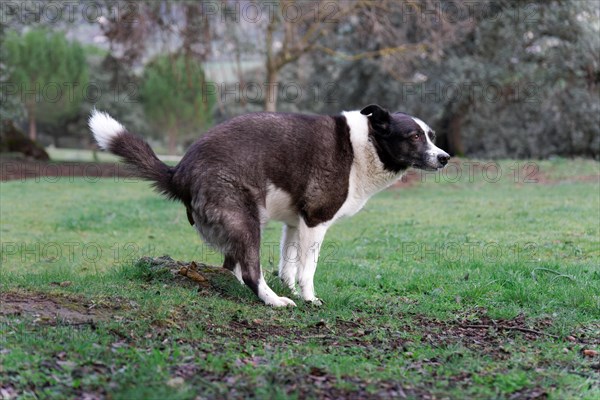 Black and white border collie pooping in the field