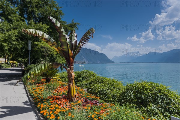 Promenade on Lake Geneva, blue sky, summer, beautiful weather, palm tree, climate, travel, holiday, Alps, Montreux, Vaud, Switzerland, Europe