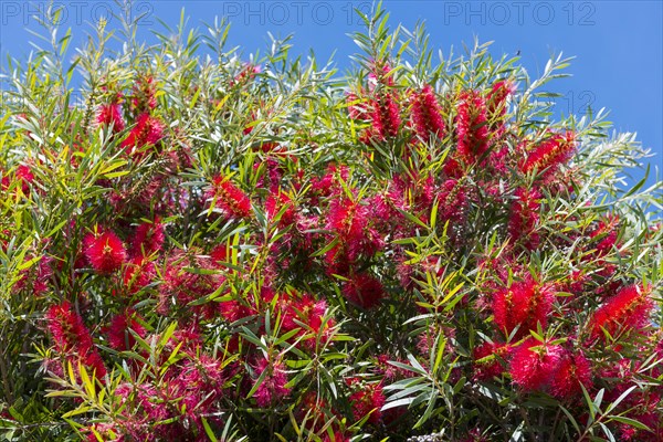 Strawberry tree for Portuguese Mendroho schnapps, flora, botany, plant, red, useful plant, drink, alcohol, Algarve, Portugal, Europe