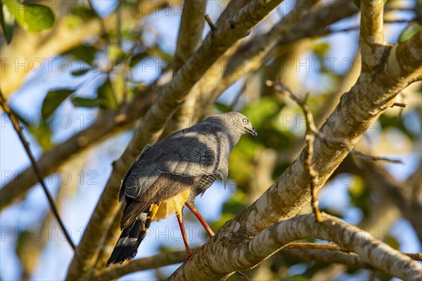 Stilt Buzzard (Geranospiza caerulescens) Pantanal Brazil