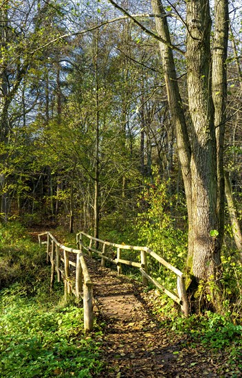 Wooden bridge in the forest, Berlin, Germany, Europe