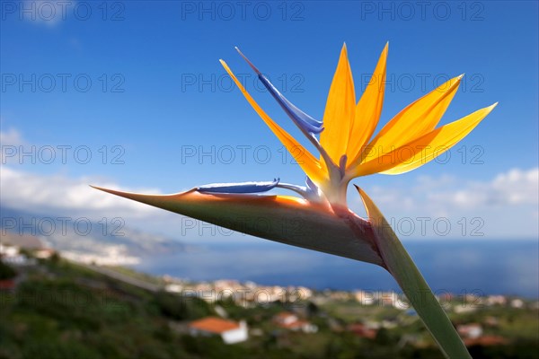 Bird of paradise or crane flower (Strelitzia reginae) La Palma, Canary Islands, Spain, Europe