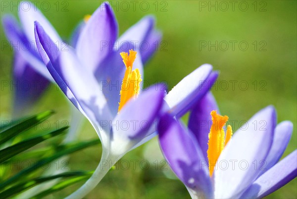 Spring crocus (Crocus Vernus) Munich, Bavaria, Germany, Europe