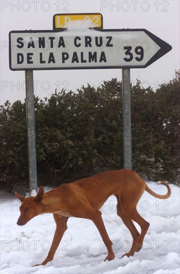 Skinny Podenco Canario in snow near Observatories, Roque de los Muchachos, La Palma, Canary Islands, Spain, Europe