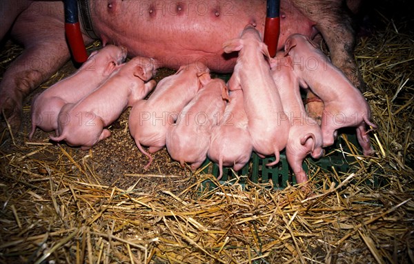 A litter of small piglets sucking on teats in the straw covered stable