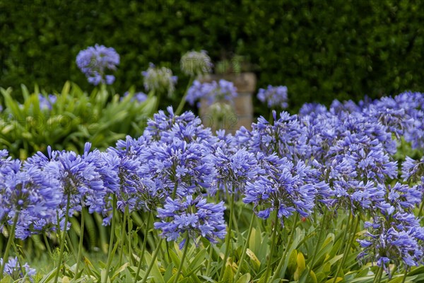 Lilies of the nile (Agapanthus), Brittany, France, Europe