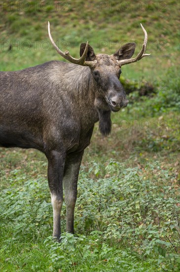 Elk (Alces alces), bull moose standing in a forest meadow, captive, Germany, Europe