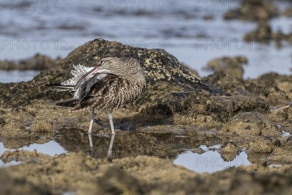 Eurasian curlew (Numenius arquata), Costa Teguise, Lanzarote, Spain, Europe