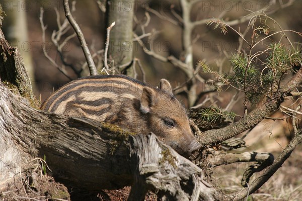 Wild boar (Sus scrofa) approx. 1 week old young boar lying on an old tree stump, Allgaeu, Bavaria, Germany, Europe