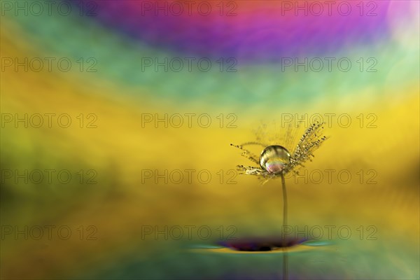 A macro image with a drop of water on a dandelion seed against a colourful background