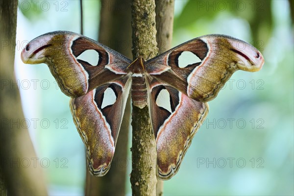 Atlas moth (Attacus atlas) butterfly sitting on a aerial root, Germany, Europe