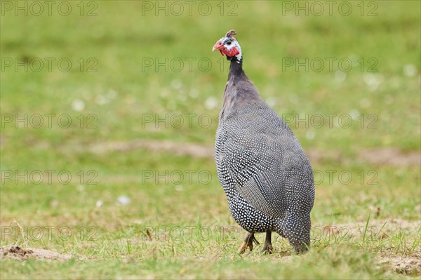 Helmeted guineafowl (Numida meleagris) on a meadow, Bavaria, Germany, Europe