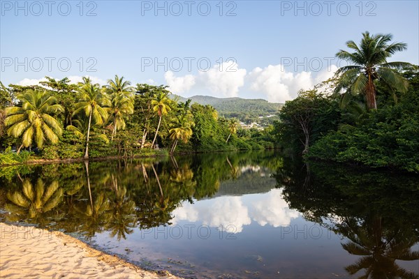 View of a river arm, a tropical mangrove landscape and the natural surroundings of Grande Anse Beach, Basse Terre, Guadeloupe, the French Antilles and the Caribbean, North America