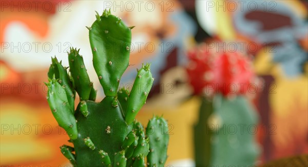 Close-up of a green cactus with red tips against a vibrant backdrop, in South Korea