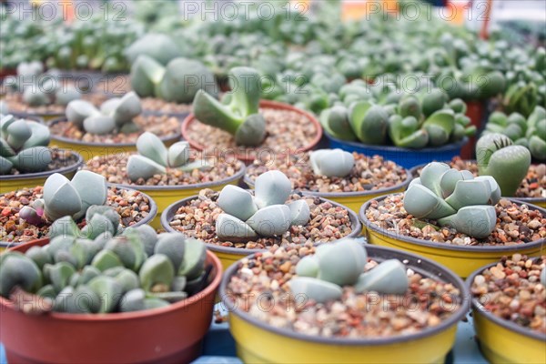 Small succulent plants background. greenhouse, top view, floral texture