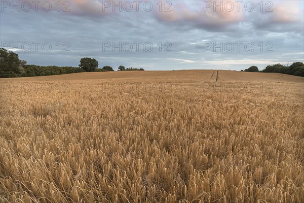 Ripe barley field, Vitense, Mecklenburg-Western Pomerania, Germany, Europe