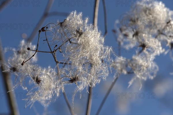 Seed head of a clematis (Clematis montana) against the light, Bavaria, Germany, Europe