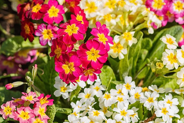 Primrose or primula in the spring garden. Purple, pink, yellow, white primroses in spring garden