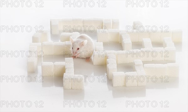 White laboratory mouse in a maze of sugar cubes, diabetes concept