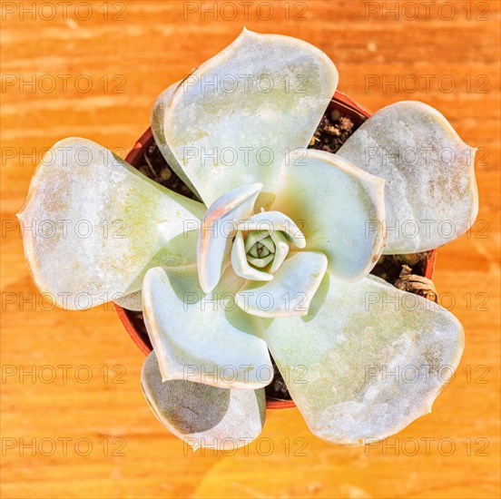 Beautiful little plant, succulent in a small flower pot. on the wooden background