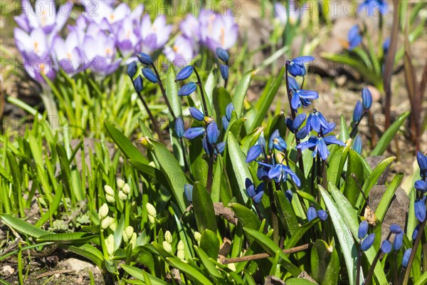 Scilla blooming in the botanical garden in spring