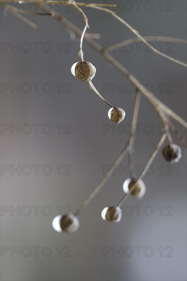 Linseed after the rain, February, Germany, Europe