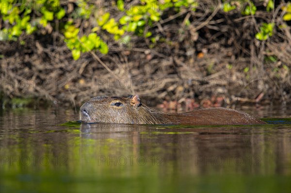 Capybara (Hydrochaeris hydrochaeris) Pantanal Brazil