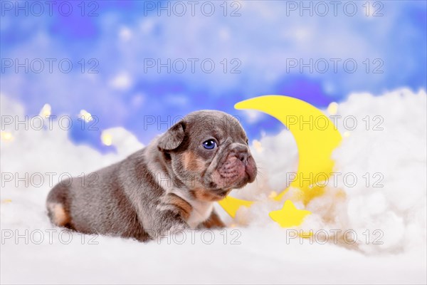 Cute tan French Bulldog puppy between fluffy clouds with moon and stars