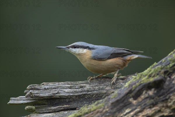 European nuthatch (Sitta europaea) adult bird on a tree branch, Wales, United Kingdom, Europe