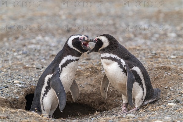 Two Magellanic penguins (Spheniscus magellanicus) in the Penguin National Park on Magdalena Island, Magellanes, Patagonia, Chile, South America