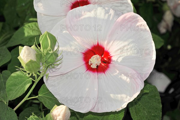 Flowering Hibiscus cultivar Red Heart (Hibiscus syriacus cultivar Red Heart) Florence, Tuscany, Italy, Europe