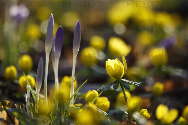 Winter aconites (Eranthis hyemalis), crocuses, February, Germany, Europe