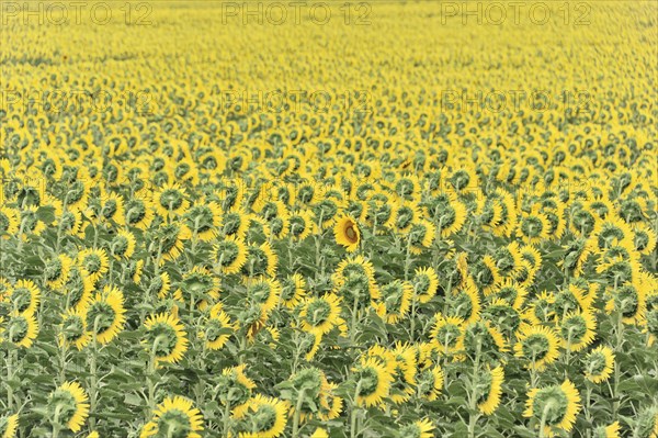 Sunflower field, sunflowers (Helianthus annuus), landscape south of Montepulciano, Tuscany, Italy, Europe