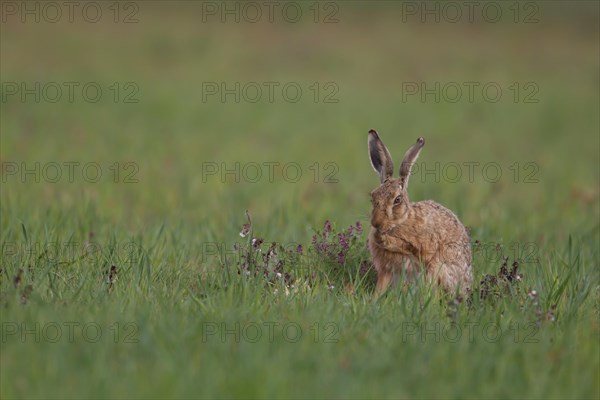 Brown hare (Lepus europaeus) adult animal in a farmland field, Suffolk, England, United Kingdom, Europe
