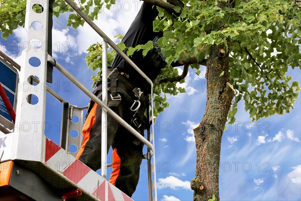 Workers on the work platform pruning or maintaining trees