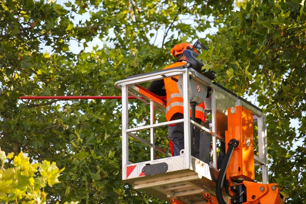 Workers on the work platform pruning or maintaining trees