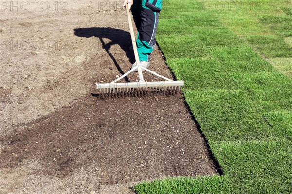 Gardener lays sod