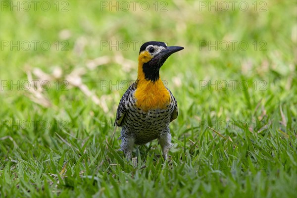 Pileated campo flicker (Colaptes campestris) Pantanal Brazil