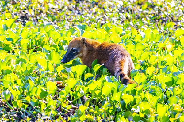South American coati (nasua nasua) Pantanal Brazil