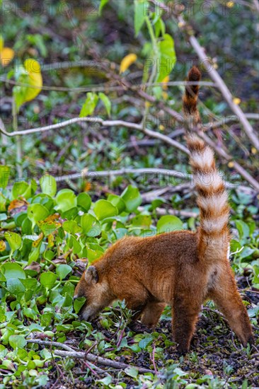 South American coati (nasua nasua) Pantanal Brazil