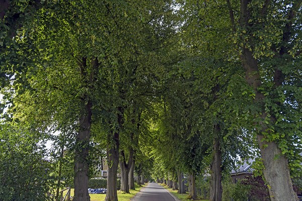 Avenue of large-leaved lindens (Tilia platyphyllos) on a village street, Rehna, Mecklenburg-Vorpommern, Germany, Europe