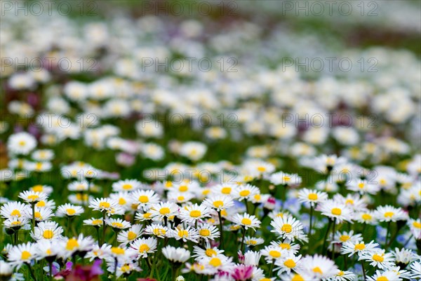 Spring meadow with Daisy (Bellis Perennis) Munich, Bavaria, Germany, Europe