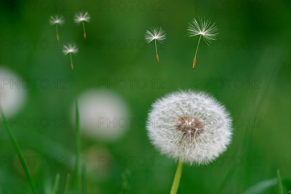 Close-up of a blowball (Taraxacum officinale), seeds flying away