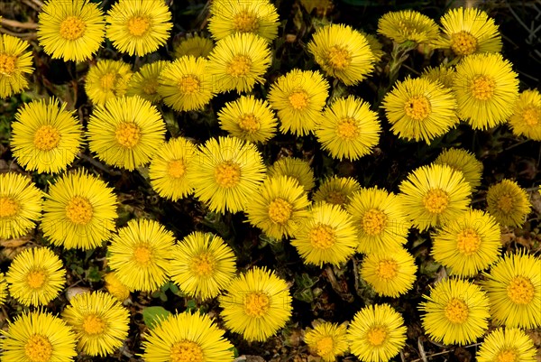 A group of coltsfoot (Tussilago farfara)