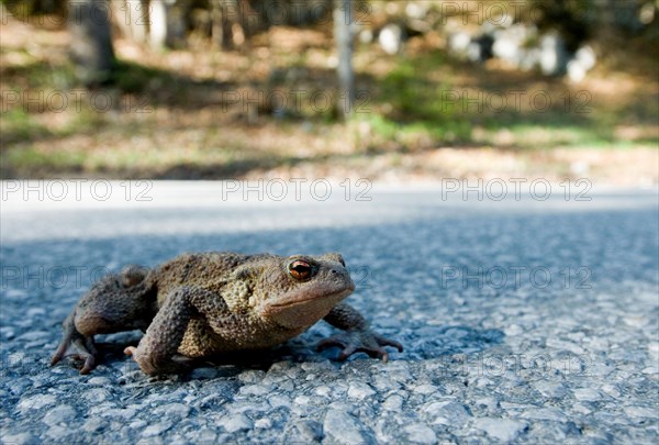 A common toad (Bufo bufo) crosses the road between Leutaschtal and Mittenwald, Bavaria, Germany, Europe