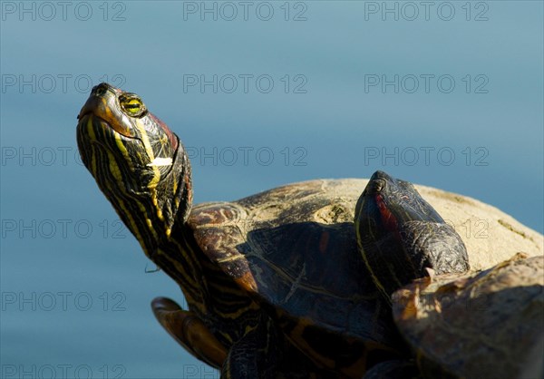 Two Red-eared slider or red-eared terrapin (Trachemys scripta elegans)