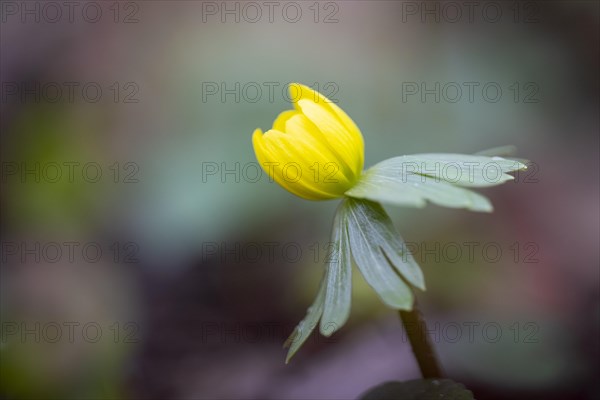 Flowering winter aconite (Eranthis hyemalis), Weinviertel, Lower Austria